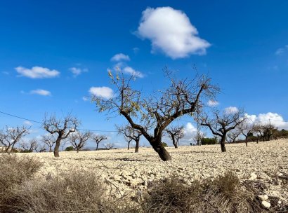 Land · Resale - Bullas · Costa Calida · Murcia / Costa Calida · Spain
