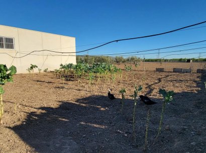 Finca / Country Property · Resale - San Miguel de Salinas · Alicante · Spain