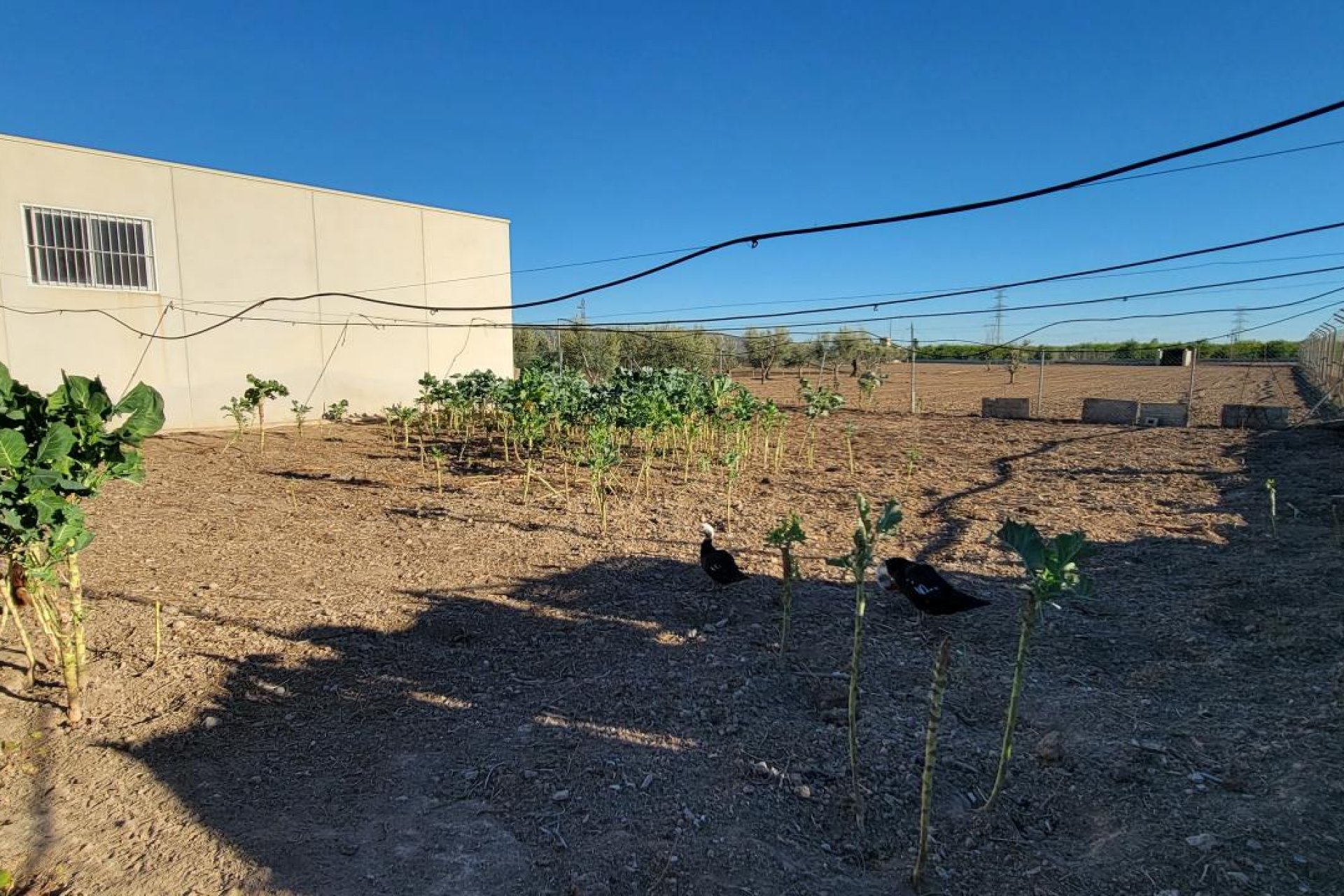 Herverkoop - Finca / Country Property - San Miguel de Salinas