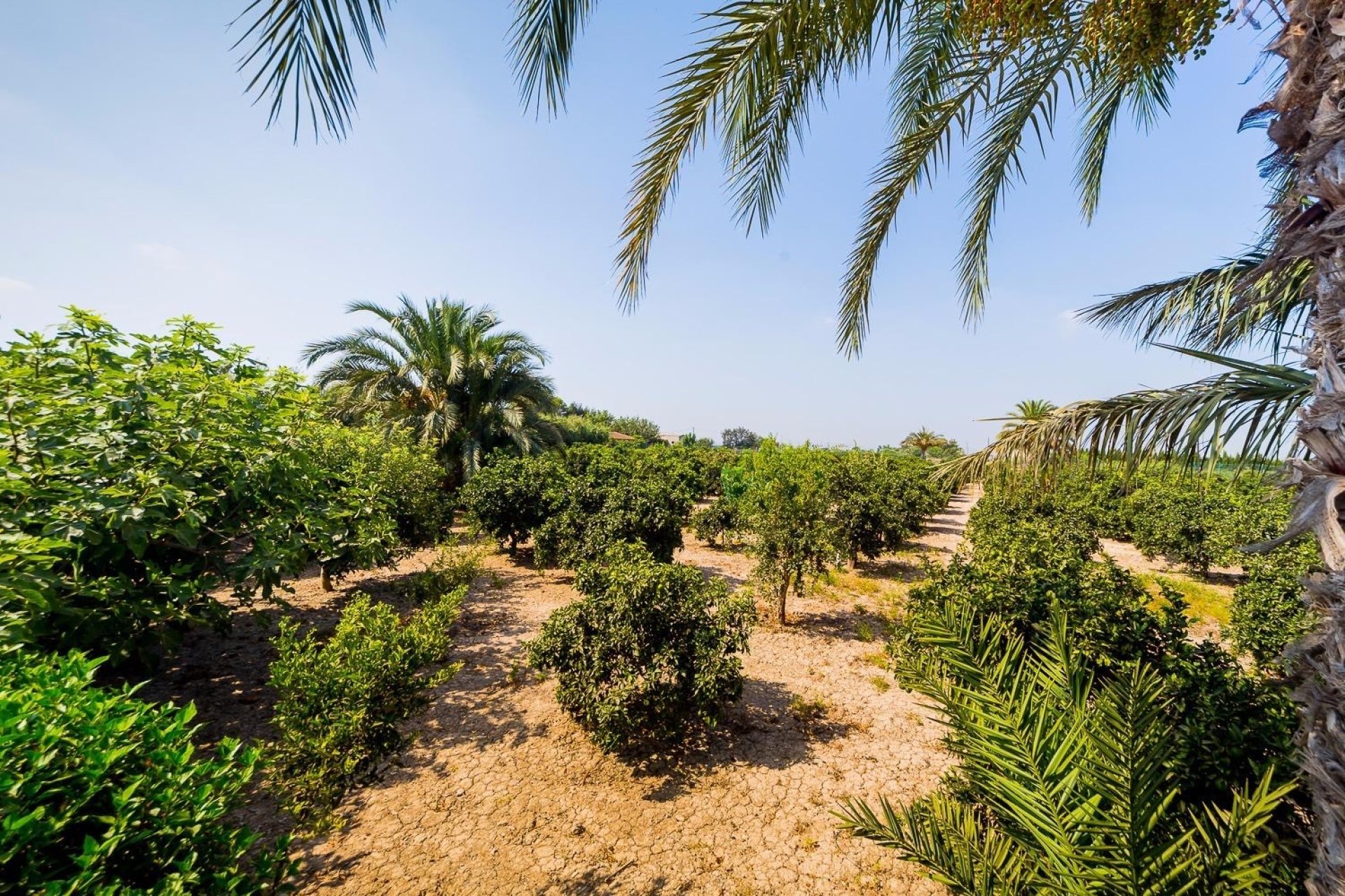 Wiederverkauf - Finca / Country Property - Almoradí