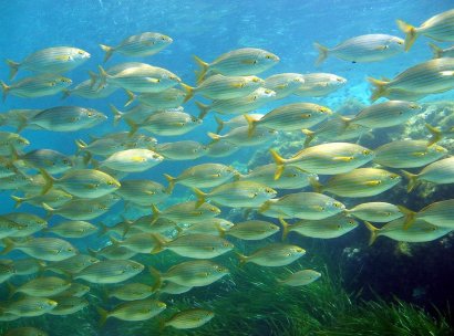 Kommersiella lokaler · Återförsäljning - La Manga Club · Murcia · Spanien