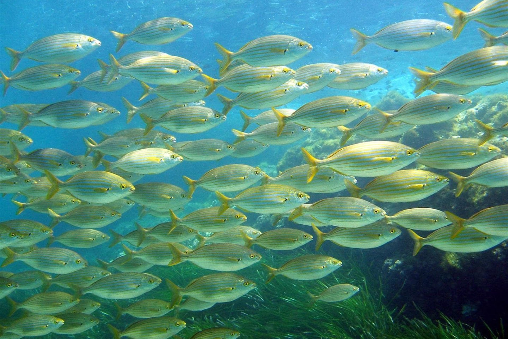 Återförsäljning - Kommersiella lokaler - La Manga Club - Costa Calida