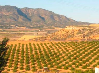 Parcela · Reventa - Torre-Pacheco · Murcia · España